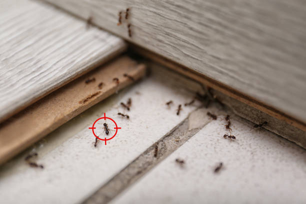 Best Affordable Pest Control Services  in Sandia Knolls, NM