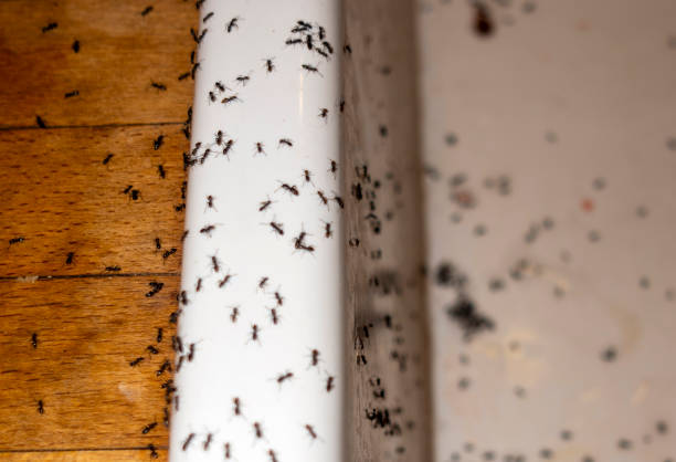Best Exterminator Services  in Sandia Knolls, NM