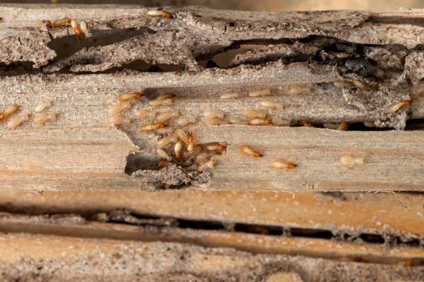 Best Local Pest Control Services  in Sandia Knolls, NM