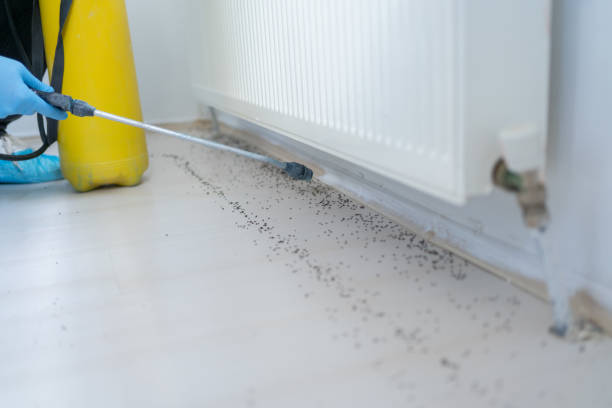 Best Wasp Removal Services  in Sandia Knolls, NM